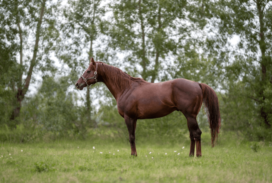 Fast Horse Breeds