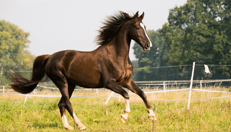 Horse Behaviour