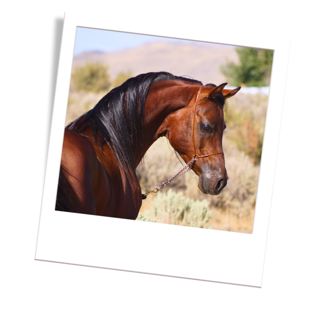 bay horse colour