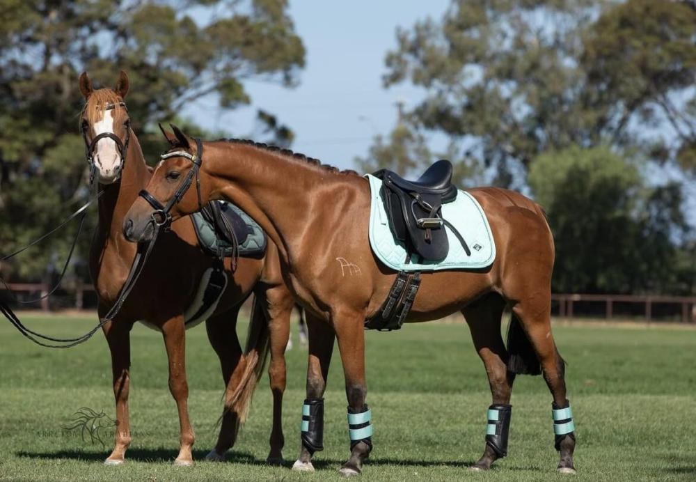 Two chestnut horses standing in a grassy field, one fully tacked with a Cavaletti saddle, mint saddle pad, bridle, and matching boots, showcasing premium equestrian tack and craftsmanship.