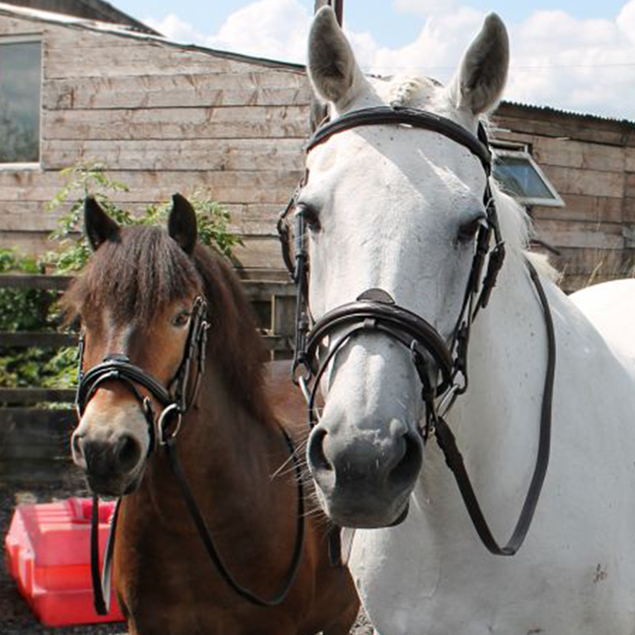 Choose The Right Bridle For Your Horse:  A Guide