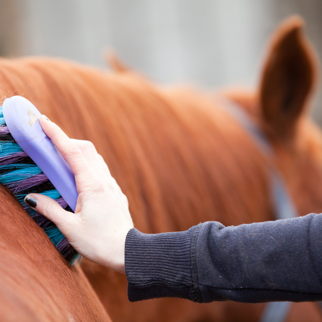 Horse Grooming Blog