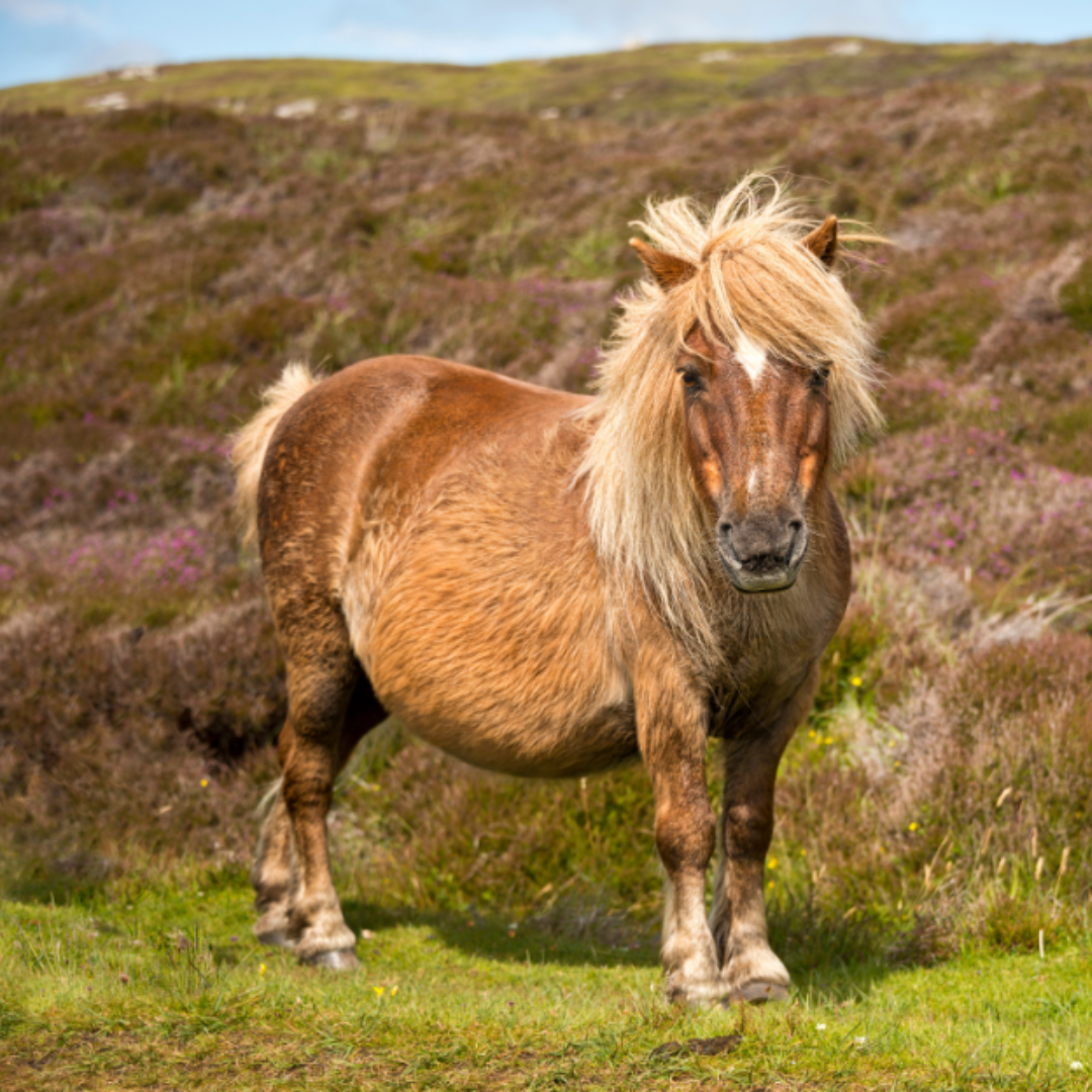 Shetland Pony standing in a field 