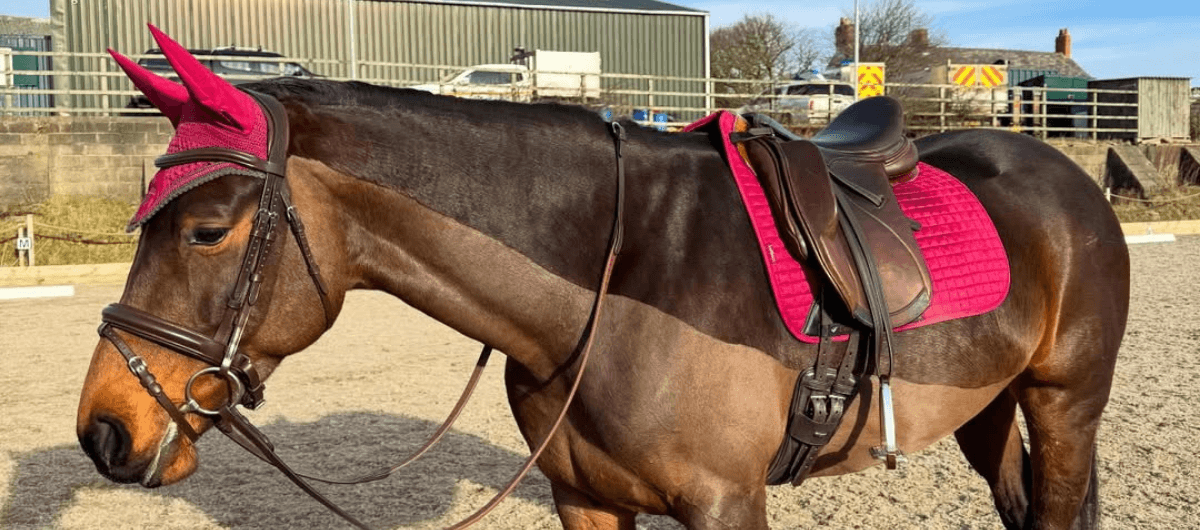Brown horse wearing a pink saddle pad and matching ear bonnet in an outdoor riding arena.