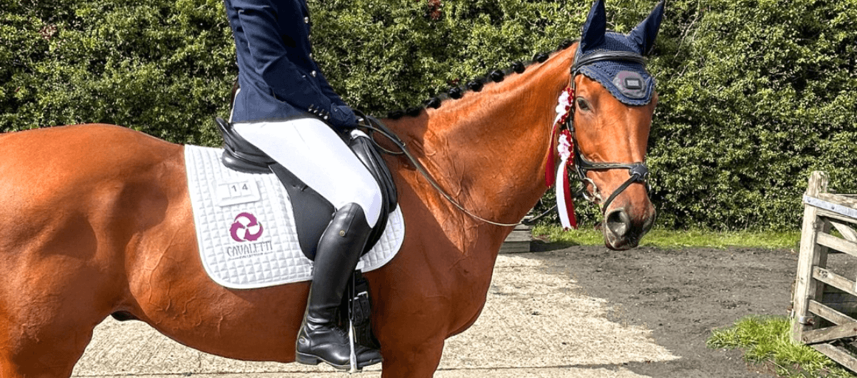 Chestnut horse with braided mane and rosettes, ridden in formal attire with a Cavaletti Collection saddle pad during an outdoor competition.