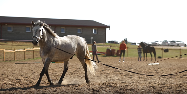 grey horse on lunge line