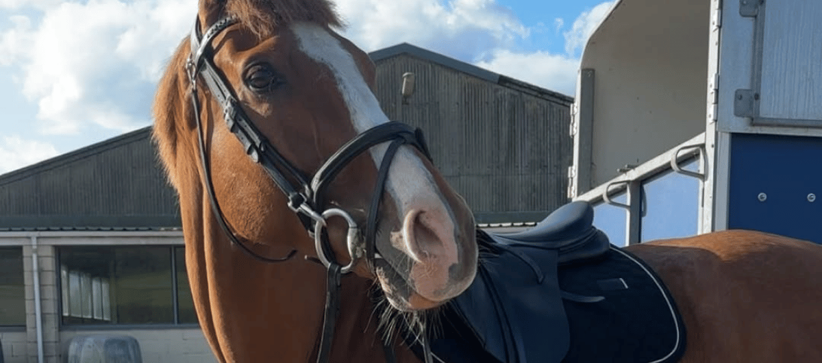 Brown horse wearing a black bridle standing in a yard with stable buildings in the background. 